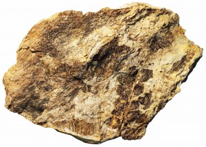 IMAGEM-Fossil