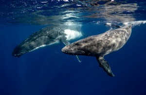 baleias mar 2024
