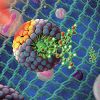 Investigadores da Universidade do Minho desenvolvem nanomateriais para terapia combinada do cancro