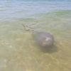 Pelas Praias do Algarve, visita da medusa-tambor