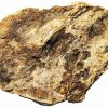 Descoberto fóssil de nova espécie de planta com 300 milhões de anos na Bacia do Bussaco