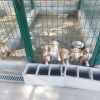 Dia Mundial do Animal – Município de Mora lança uma campanha de adoção responsável