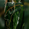 Descoberta nova espécie de orquídea de Madagáscar
