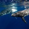 Faculdade de Ciências da Universidade do Porto em projeto internacional para a proteção das baleias