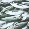 Projeto para combate ao desperdício de pescado