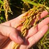 Projeto para tornar o arroz luso mais resistente às alterações climáticas